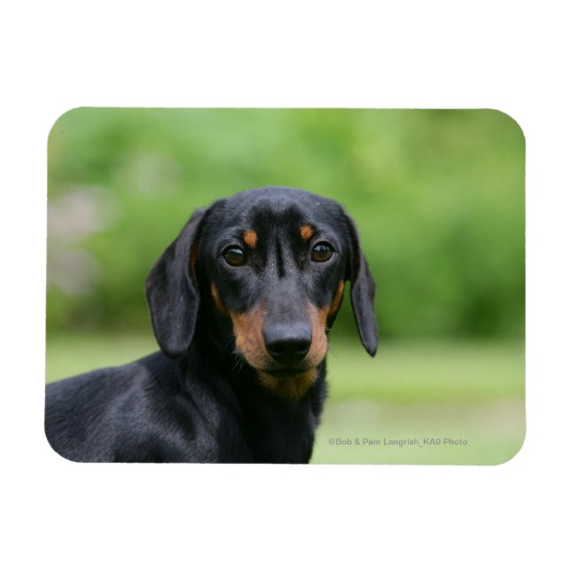 Magnet Flexible Dachshund noir et tan Miniture 1 (Horizontal)