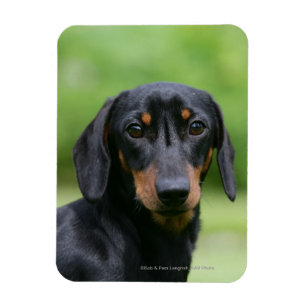 Magnet Flexible Dachshund noir et tan Miniture 1