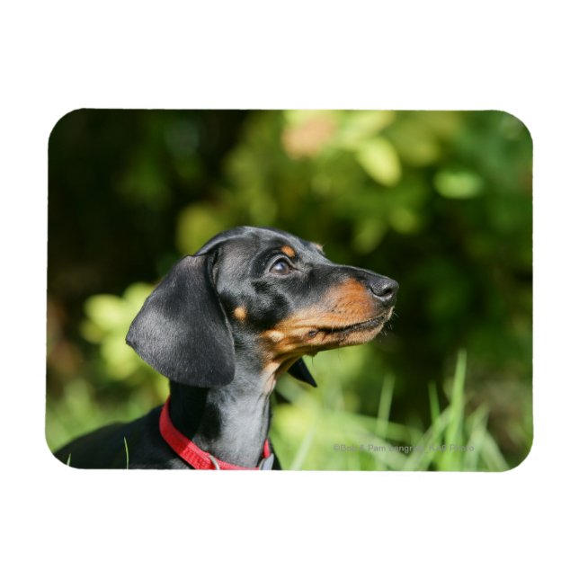 Magnet Flexible Dachshund noir et tan Miniture 3 (Horizontal)