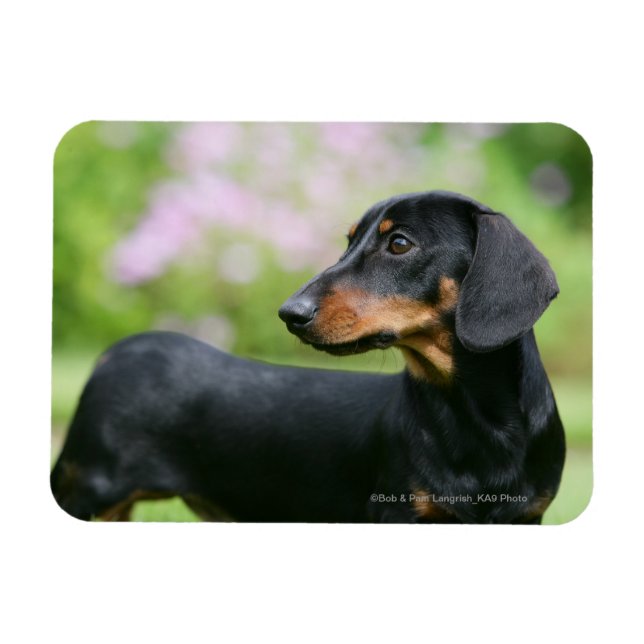 Magnet Flexible Dachshund noir et tean Miniture 2 (Horizontal)