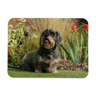 Magnet Flexible Dachshund standard à poils de fil