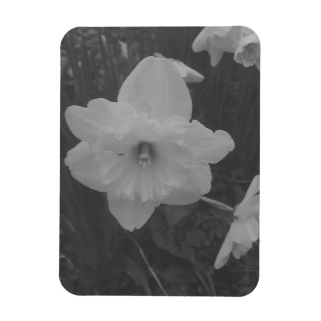 Magnet Flexible Daffodile sauvage (Vertical)