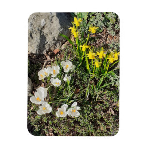 Magnet Flexible Daffodiles & Crocus