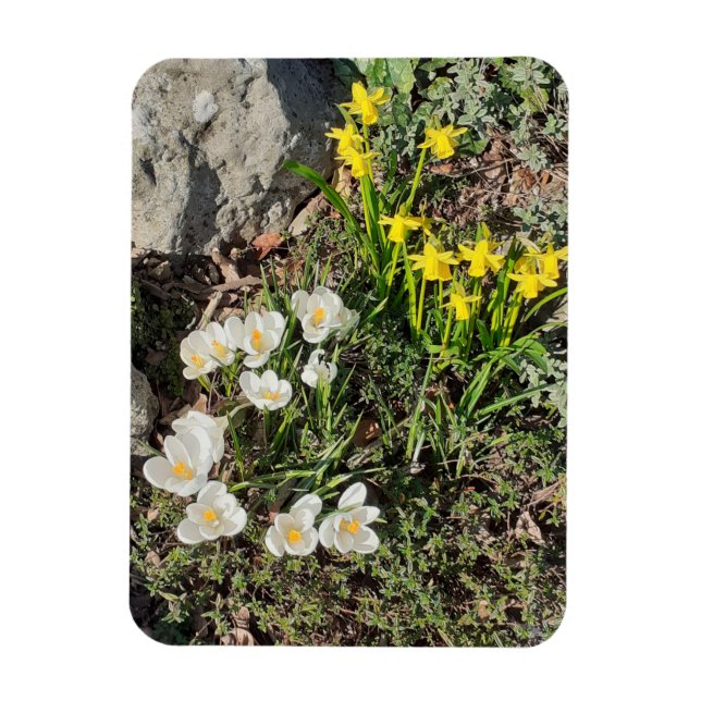 Magnet Flexible Daffodiles & Crocus (Vertical)