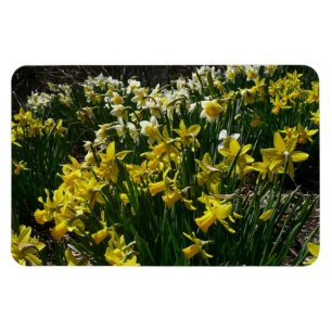 Magnet Flexible Daffodiles jaunes et blancs Fleurs de printemps