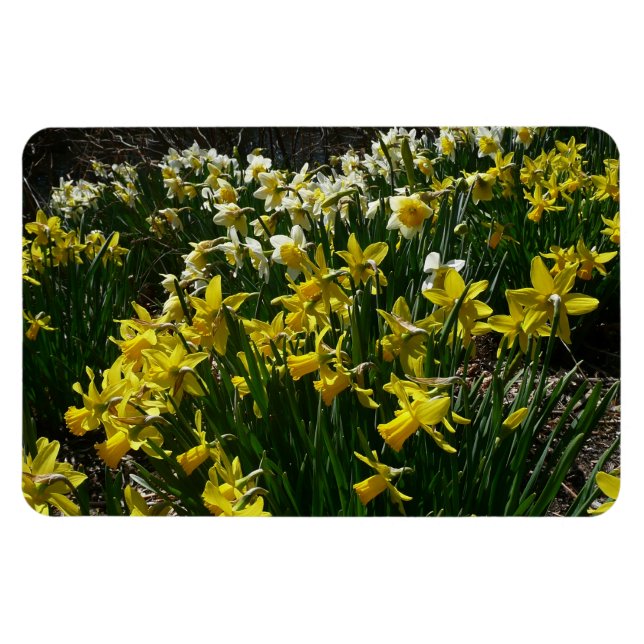 Magnet Flexible Daffodiles jaunes et blancs Fleurs de printemps (Horizontal)