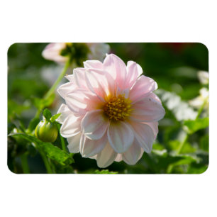 Magnet Flexible Dahlia blanche dans la photo du jardin