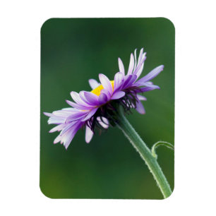 Magnet Flexible Daisy alpin