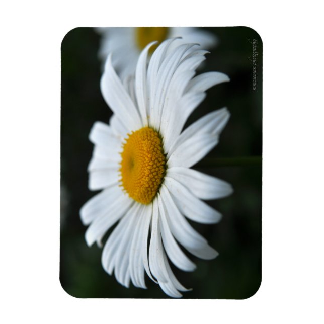 Magnet Flexible Daisy - Face vers le haut (Vertical)