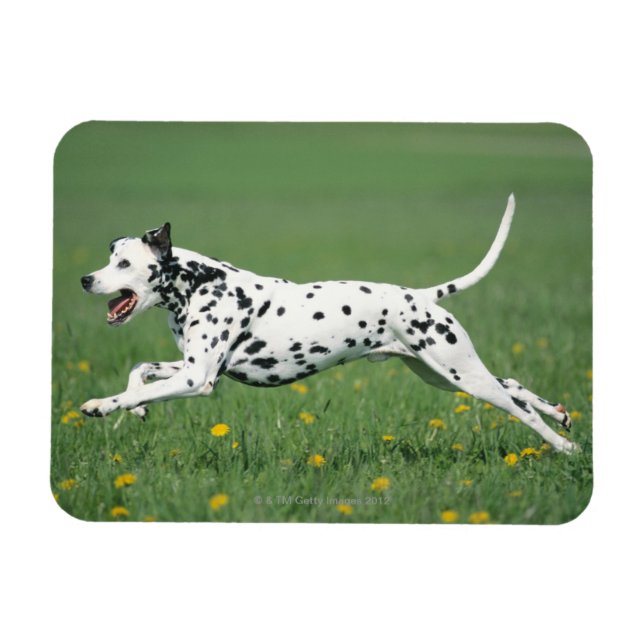 Magnet Flexible Dalmatien en cours (Horizontal)