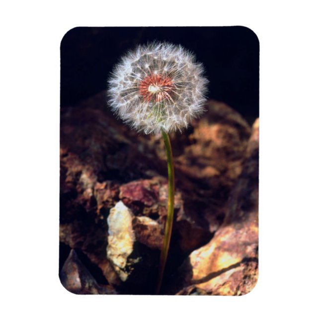 Magnet Flexible Dandelion (Vertical)