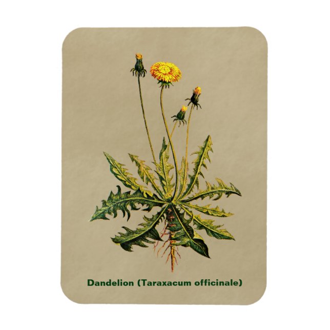 Magnet Flexible Dandelion Sur Vieux Papier (Vertical)