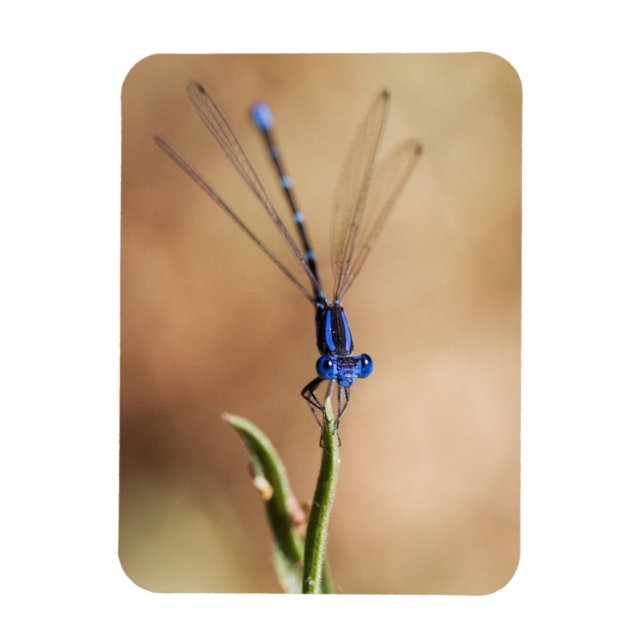 Magnet Flexible Danse de la mouche (Vertical)