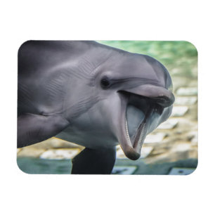 Magnet Flexible Dauphin des images de Getty