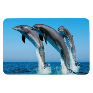 Magnet Flexible Dauphins