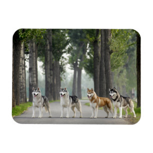 Magnet Flexible De beaux chiens Husky sur un sentier naturel