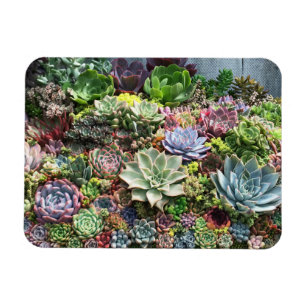 Magnet Flexible De beaux succulents