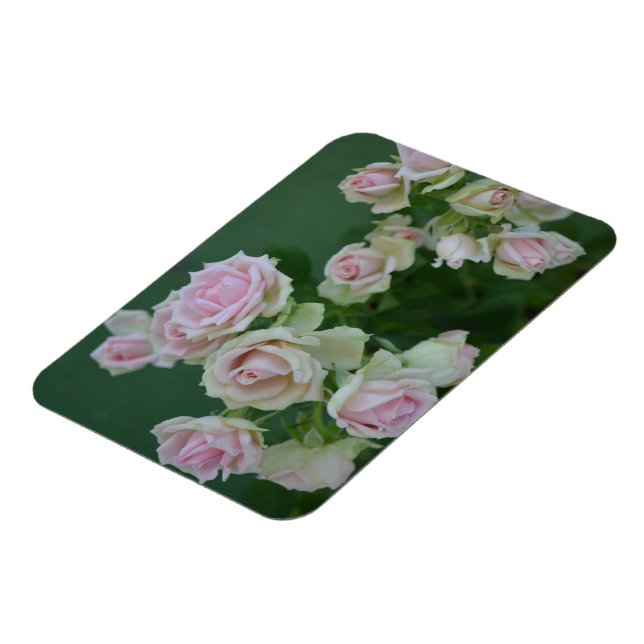 Magnet Flexible De belles roses de jardin rose clair  (Côté Gauche)