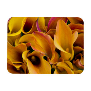 Magnet Flexible De brillantes callas colorés au