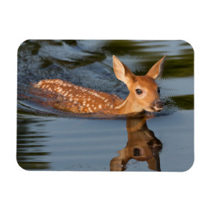 Magnet Flexible Deer Fawn Minnesota