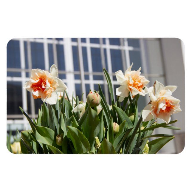 Magnet Flexible Délicat mignon daffodils printemps (Horizontal)