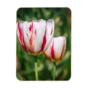 Magnet Flexible Délice de Tulipe