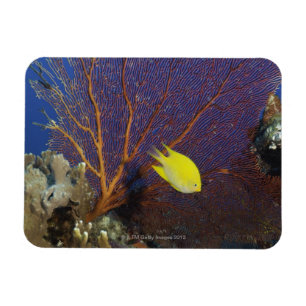 Magnet Flexible Demoiselle de citron