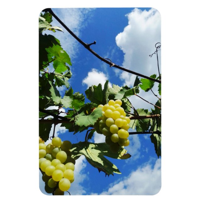 Magnet Flexible Des grappes de raisins mûres contre l'arrière - pl (Vertical)