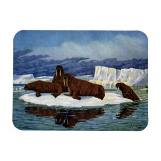 Magnet Flexible Des morses sur une Flotte de glace
