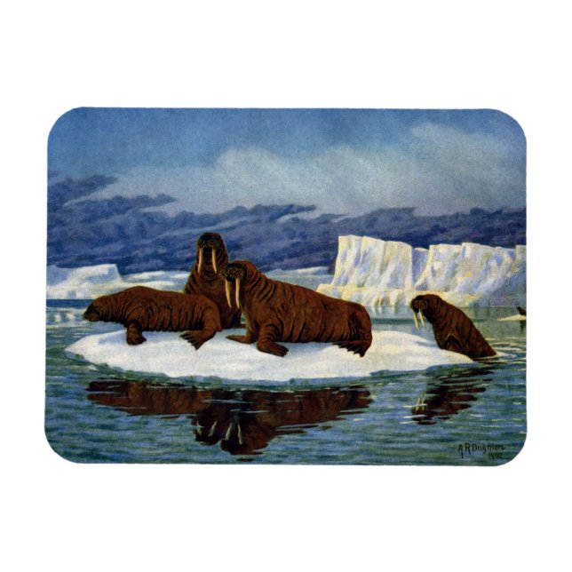 Magnet Flexible Des morses sur une Flotte de glace (Horizontal)