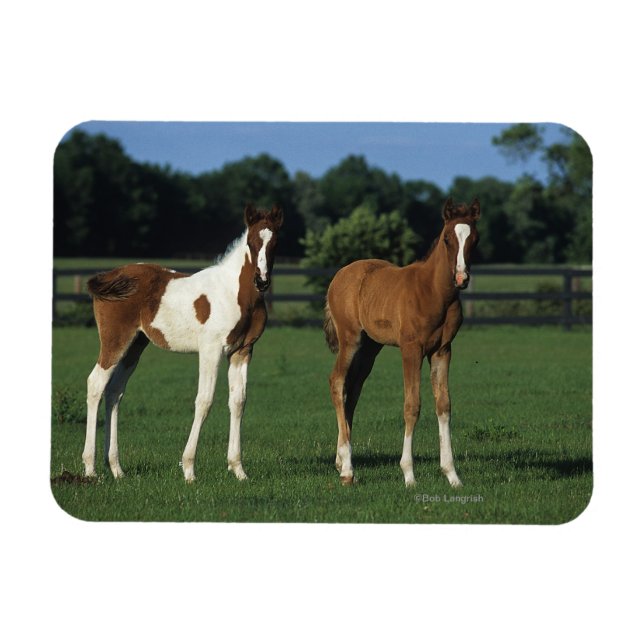 Magnet Flexible Des poulains arabes debout dans le champ de Grassy (Horizontal)