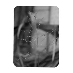 Magnet Flexible Deschampsia flexuosa