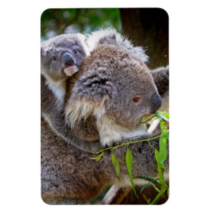 Magnet Flexible Destin de nature d'amour de paix de safari d'Aussi