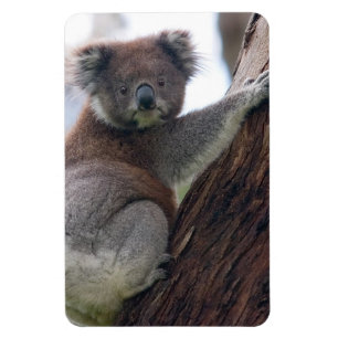 Magnet Flexible Destin de nature d'amour de paix de safari d'Aussi