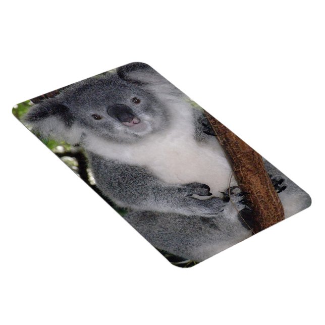 Magnet Flexible Destiny Zazzle Mignon Koala Aussi Outback (Côté Droit)