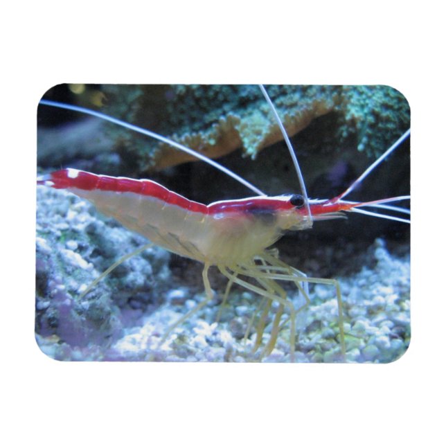Magnet Flexible détail de crevettes ROUGE BLANC CREUSES SOUS-MARIN (Horizontal)