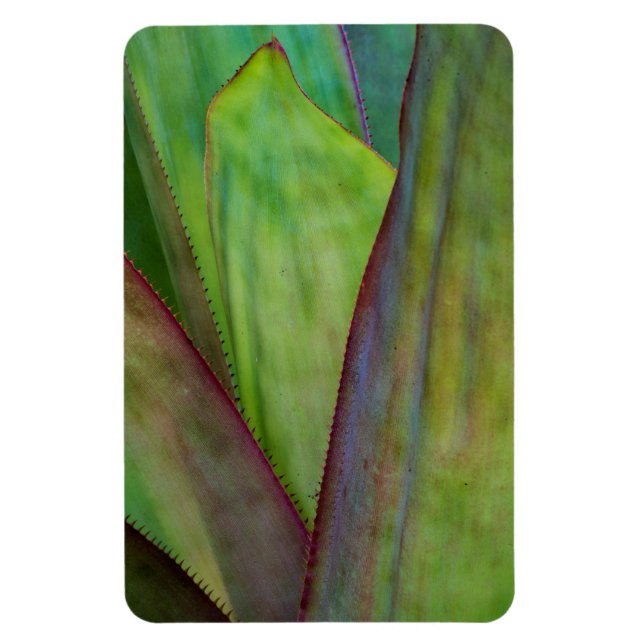 Magnet Flexible Détail de la plante d'Agave (Vertical)
