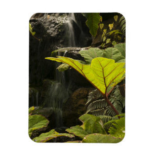 Magnet Flexible Détail de plante dans un jardin botanique, Équateu
