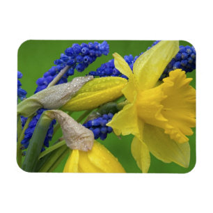 Magnet Flexible Détail des fleurs de jonquille et de jacinthe. Cré