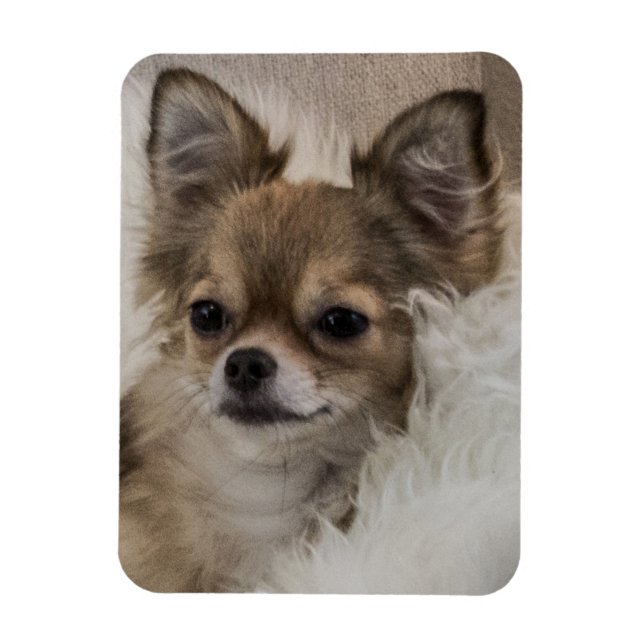 Magnet Flexible Détente du Chihuahua gâté (Vertical)