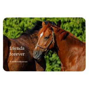 Magnet Flexible Deux beaux chevaux de châtaignes au soleil