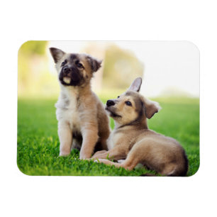 Magnet Flexible Deux chiots bergers allemands