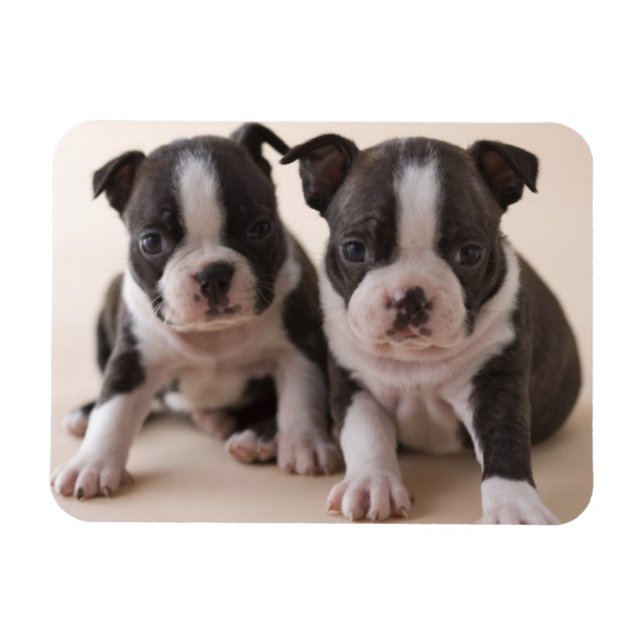 Magnet Flexible Deux Chiots de Boston Terrier (Horizontal)