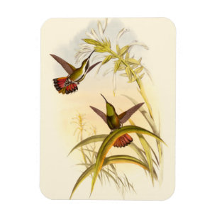 Magnet Flexible Deux colibris colorés qui veulent la même fleur