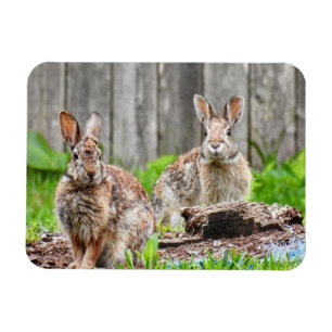 Magnet Flexible Deux lapins de lapin