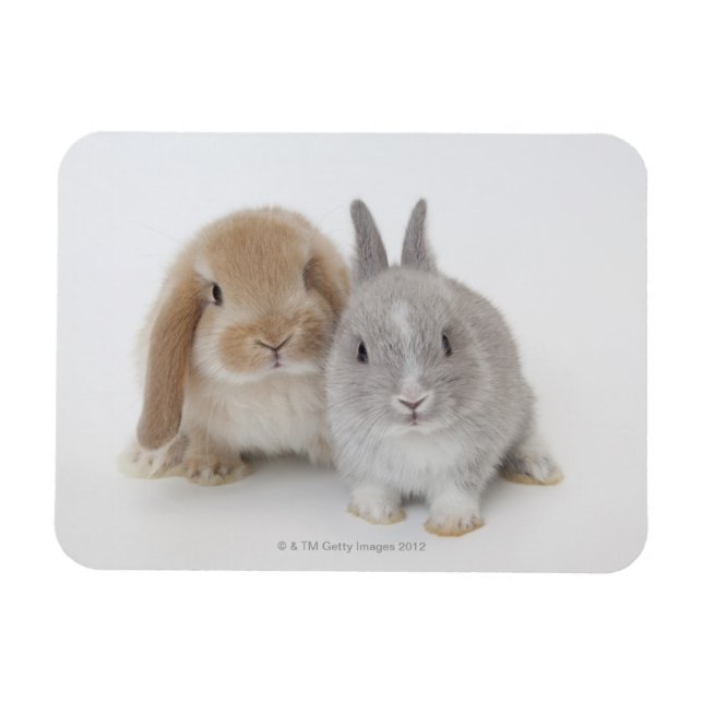 Magnet Flexible Deux lapins Netherland Dwarf et Holland Lop (Horizontal)