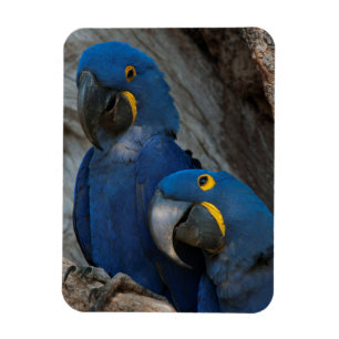 Magnet Flexible Deux Macaws Hyacinth, Brésil