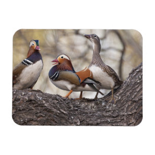 Magnet Flexible Deux mâles se disputant une femelle canard mandari