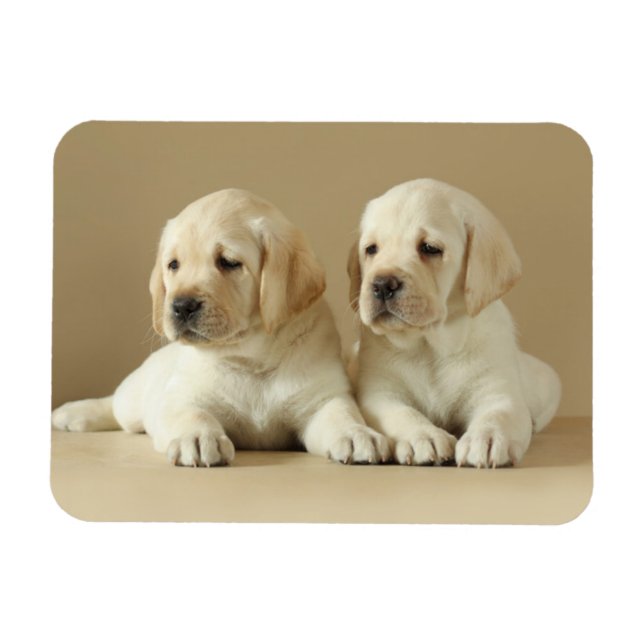 Magnet Flexible Deux Marionnettes Golden Labrador (Horizontal)