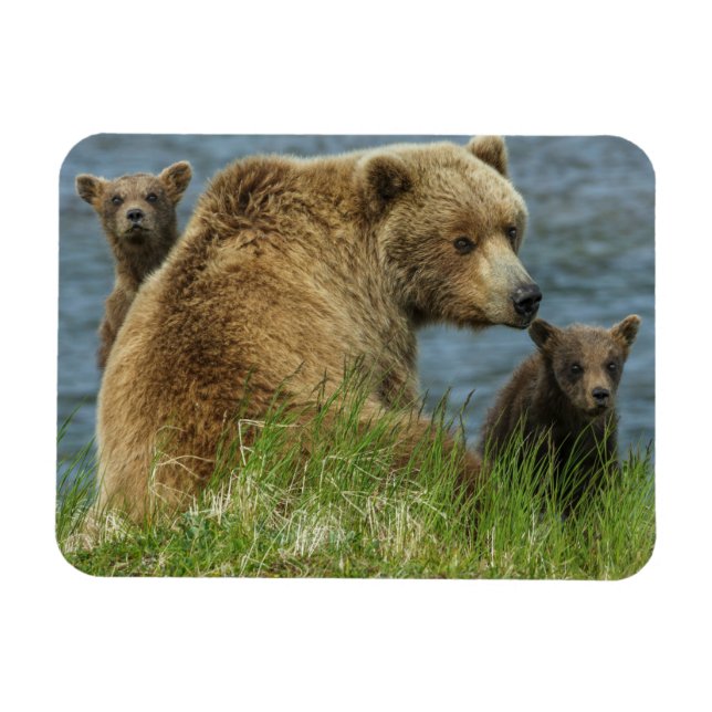 Magnet Flexible Deux oursons bruns avec leur mère près de l'eau (Horizontal)